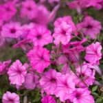 Supertunia vista sadzonki