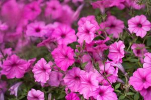 Supertunia vista sadzonki