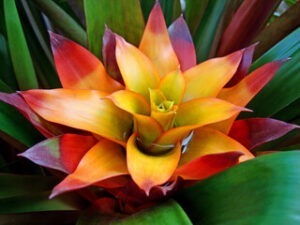 Kwiat Guzmania - piękno tropików w Twoim domu