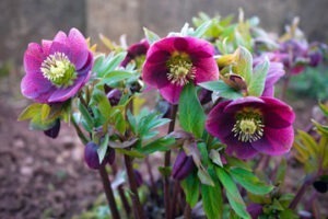 Helleborus - Poznaj Sekrety Tego Oszałamiającego Kwiatu