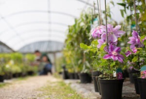 Clematis - kiedy sadzić i jak pielęgnować dla zdrowego rozwoju i obfitego kwitnienia.