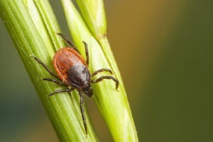 Oprysk na kleszcze - skuteczna ochrona przed groźnymi pasożytami.