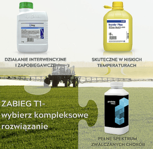 "Plantacja pszenicy z zastosowaniem metody t1