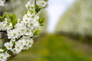 Co robisz gdy czereśnia nie ma owoców