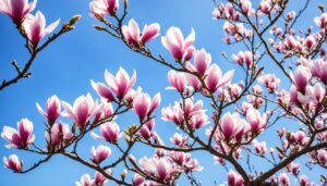 kiedy kwitnie magnolia
