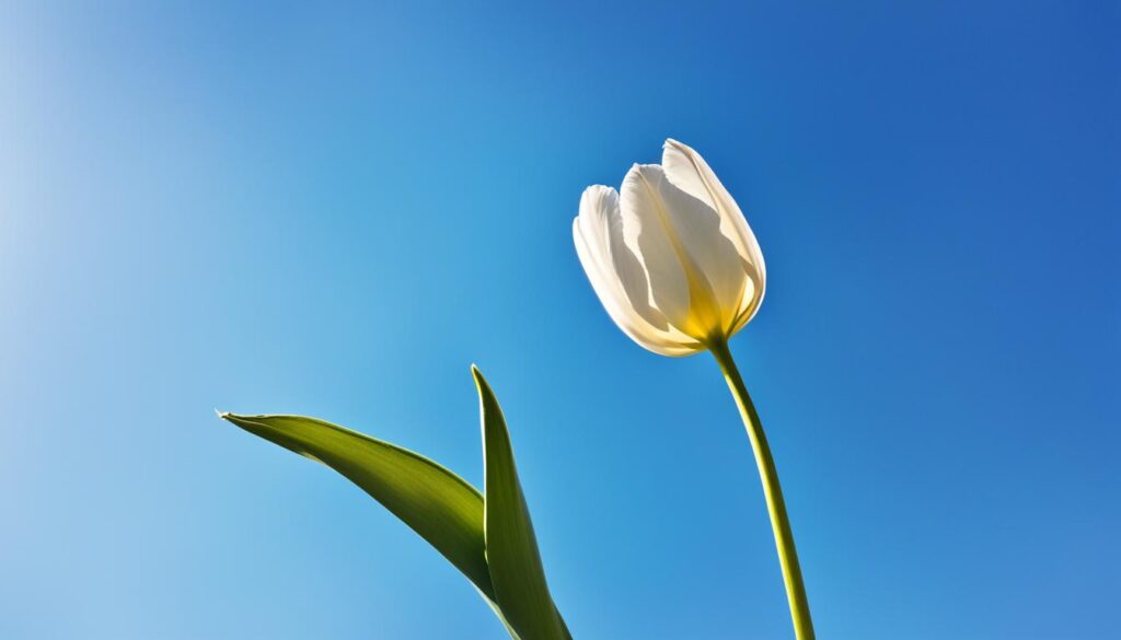 symbolika białych tulipanów