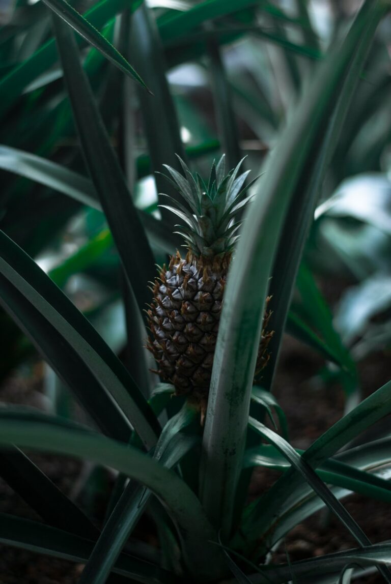 pineapple fruit