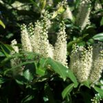 White flowers bloom on a green shrub.