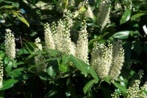 White flowers bloom on a green shrub.