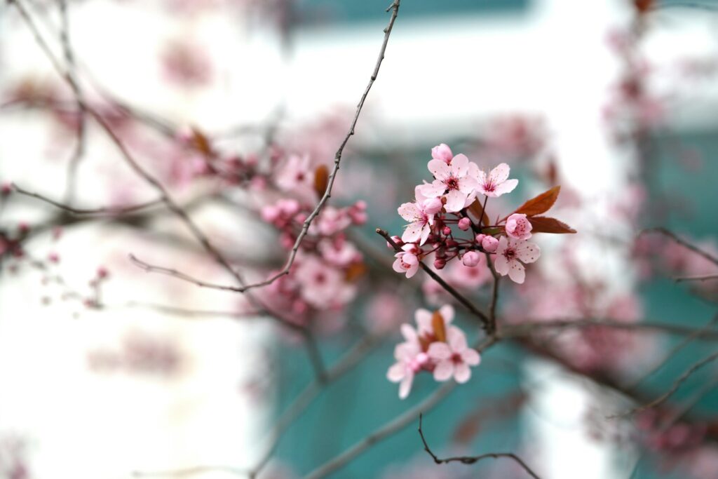 Pink cherry blossoms bloom on branches.