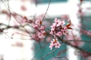 Pink cherry blossoms bloom on branches.