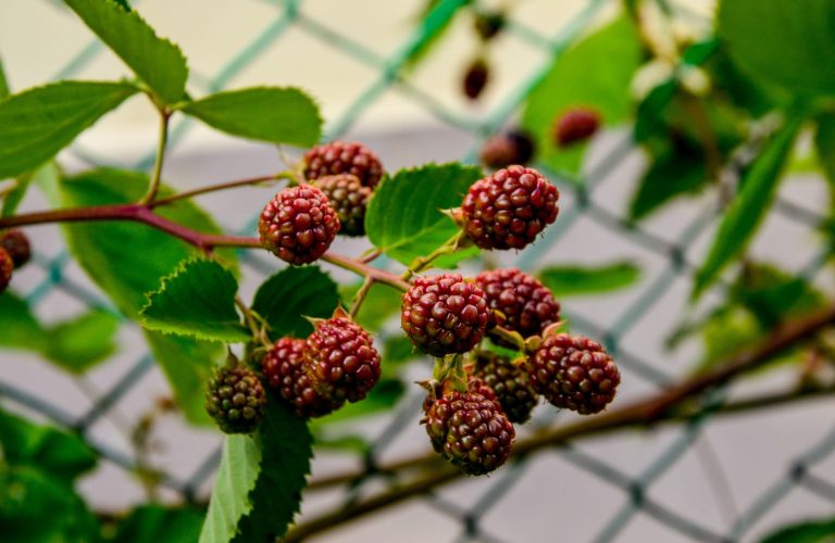 Malinojeżyna w ogrodzie – uprawa, odmiany i pielęgnacja krok po kroku