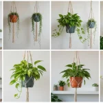 Kolaż dziesięciu rośliny wiszących w makramach i na półkach – hiedra, sznureczek żydowski, epipremnum, philodendron, scindapsus w domu