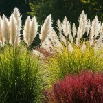 Najpiękniejsze trawy ozdobne w ogrodzie – Cortaderia, Miscanthus, Panicum w słonecznym świetle