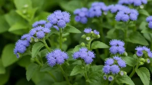 Żeniszek (ageratum) z błękitnymi kwiatami na rabatce ogrodowej – zbliżenie na kwitnącą roślinę jednoroczną