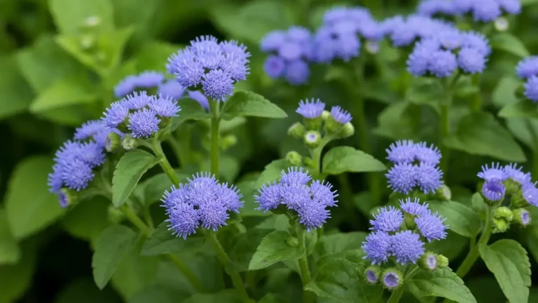 Żeniszek (ageratum) z błękitnymi kwiatami na rabatce ogrodowej – zbliżenie na kwitnącą roślinę jednoroczną