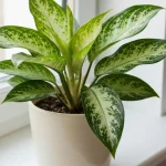 Aglaonema z zielonymi liśćmi i białymi plamami w donicy doniczkowej