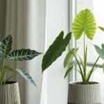 Alocasia zebrina z charakterystycznymi paskami na liściach i Alocasia polly z głębokim wycięciem liścia