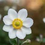 Kwiat anemone japońskiej odmiany Honorine Jobert z białymi płatkami i żółtym środkiem, rosnącej na jesiennej rabecie
