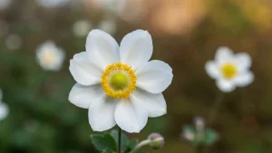 Kwiat anemone japońskiej odmiany Honorine Jobert z białymi płatkami i żółtym środkiem, rosnącej na jesiennej rabecie