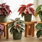 Begonia rex z kolorowymi liśćmi w różnych odmianych: czarne, karminowe, srebrne i zielone