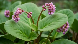 Bergenia sercowata z charakterystycznymi dużymi liśćmi sercowatymi i różowymi kwiatami wiosną