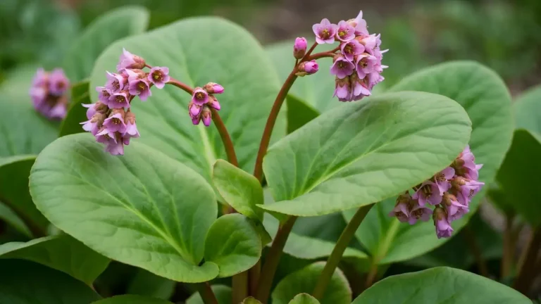 Bergenia sercowata z charakterystycznymi dużymi liśćmi sercowatymi i różowymi kwiatami wiosną