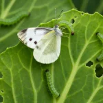 Biały motyl bielinka kapustnika na liściu kapusty z zielonymi gąsienicami żerującymi