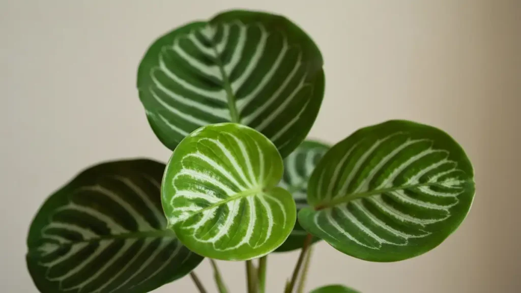 Calathea orbifolia z zaokrąglonymi liśćmi i białymi żyłkami na zielonym tle