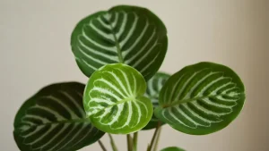 Calathea orbifolia z zaokrąglonymi liśćmi i białymi żyłkami na zielonym tle