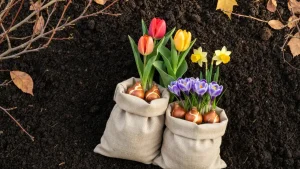 Cebulki kwiatowe tulipanów i krokusów rozłożone na woreczku, gotowe do sadzenia jesienią w ogrodzie