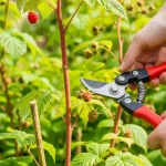 Przycinanie malin letniej w ogrodzie – sekator ostrych ostrzy, pnie malin na różnych wysokościach