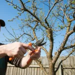 Gardener cutting plum tree branch with pruning shears in spring garden