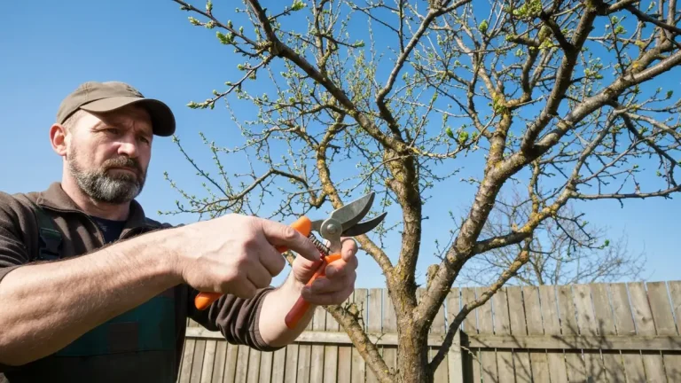 Gardener cutting plum tree branch with pruning shears in spring garden