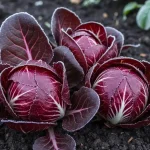 Dojrzałe głowy cykori sałatowej (radicchio) z charakterystycznym czerwonym zabarwieniem zbierane zimą w ogrodzie