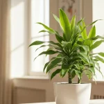 Dracena drzewkowata w doniczce, liście zielone, w jasnym wnętrzu domowym