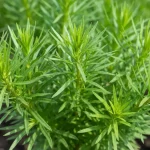 Estragon – zielone liście Artemisia dracunculus rosnące w ogrodzie na słonecznym stanowisku