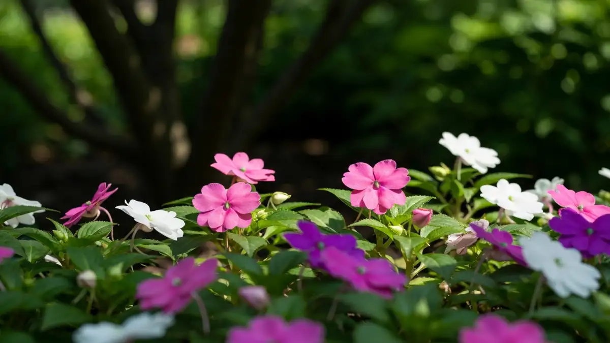 Kolorowe kwiaty impatiens (niecierpka) w zacienionym ogrodzie, rabata z różowymi i fioletowymi kwiatkami impatiens