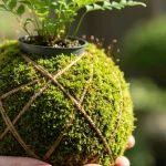 Kokedama - japońska kula mchu z rośliną doniczkową w hands