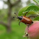 Kwieciak jabłkowiec (Rhynchites nanus) na liściu i owocu jabłka - chrząszcz szkodzący jabłoniom