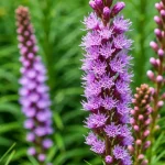 Liatris kłosowa z fioletowymi kwiatami rosnąca w słonecznym ogrodzie