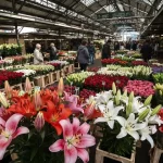 Piękne lilies ogrodowe w różnych kolorach: różowe, białe, pomarańczowe rozkwitające na gęstych pędach w słonecznym ogrodzie.