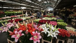 Piękne lilies ogrodowe w różnych kolorach: różowe, białe, pomarańczowe rozkwitające na gęstych pędach w słonecznym ogrodzie.