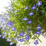 Lobelia przylądkowa niebieska i biała kwitnąca w koszyku wiszącym na balkonie w pełnym słońcu