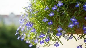 Lobelia przylądkowa niebieska i biała kwitnąca w koszyku wiszącym na balkonie w pełnym słońcu