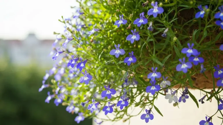 Lobelia przylądkowa niebieska i biała kwitnąca w koszyku wiszącym na balkonie w pełnym słońcu