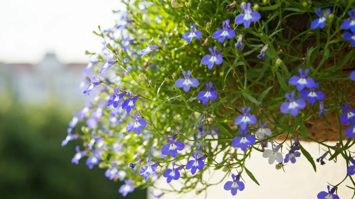 Lobelia przylądkowa niebieska i biała kwitnąca w koszyku wiszącym na balkonie w pełnym słońcu