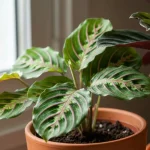Maranta i kalatea – piękne rośliny doniczkowe z ozdobnymi liśćmi w doniczce ceramicznej