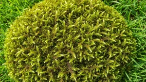 Szczegółowy widok mechu pokrywającego trawę na trawniku domowym z wilgotnymi łodygami