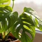 Monstera dziurawa z charakterystycznymi dziurami na dużych zielonych liściach, rosnąca w doniczce na parapecie